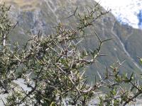 Albums/20060200-New Zealand 2006/20060317-Cook/27